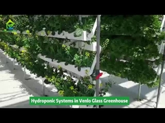 Вертикальное гидропонное ирригационное оборудование в теплице Венло