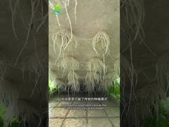 Система выращивания без почвы DWC
